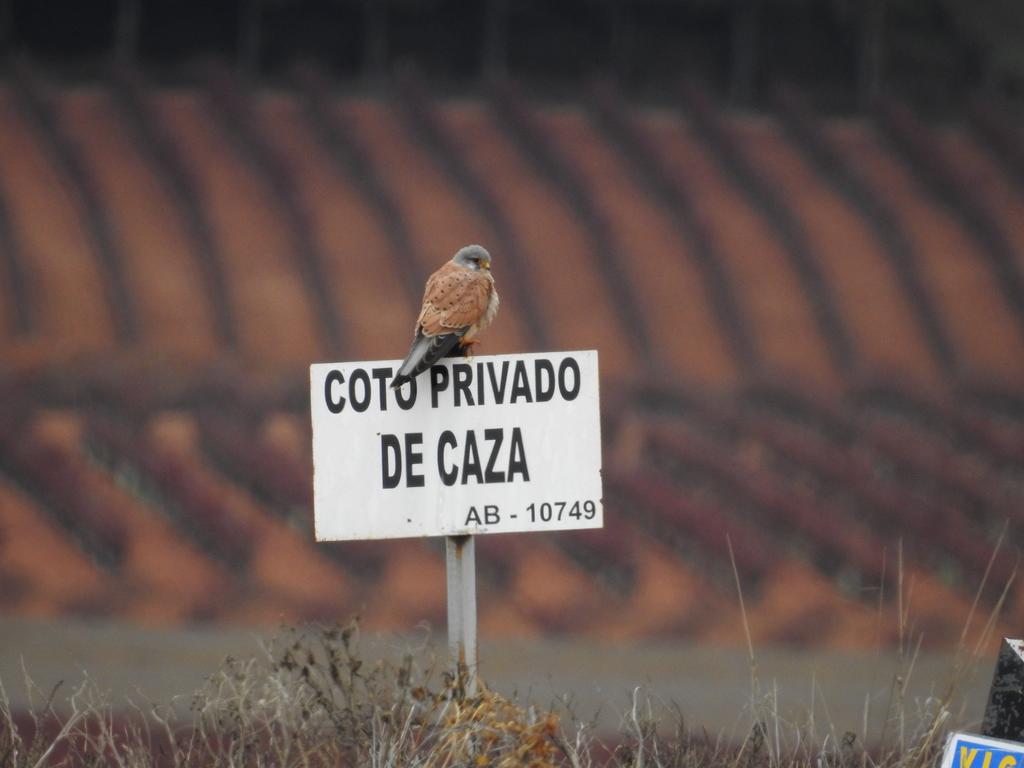 Finca El Romeral Alpera Eksteriør billede